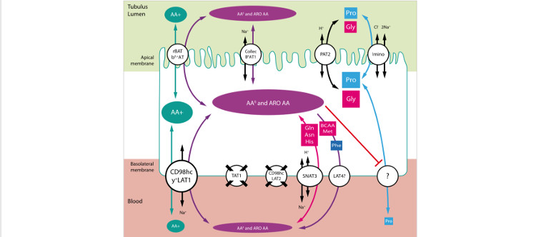 Demuestran la sinergia de dos transportadores en la reabsorción renal de aminoácidos neutros, un proceso que falla en aminoacidurias