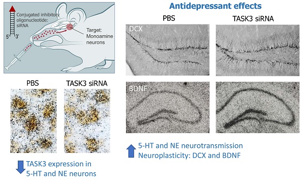 Identificada una nueva diana terapéutica para un tratamiento más rápido y eficaz de la depresión
