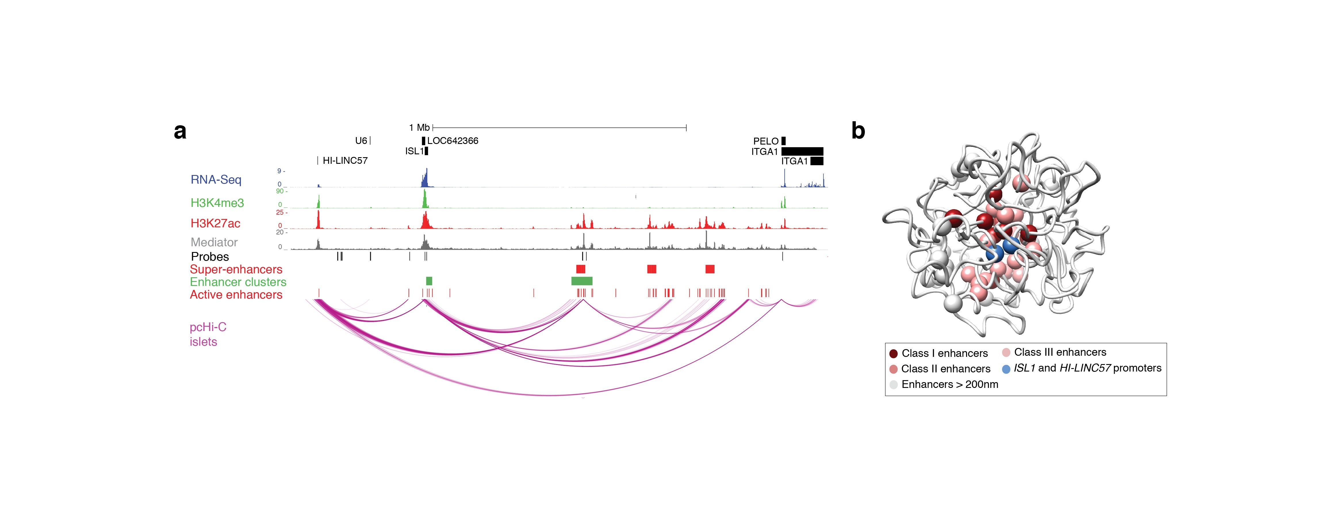 Crean mapas 3D del genoma que permiten descubrir mecanismos genéticos asociados a la diabetes tipo 2