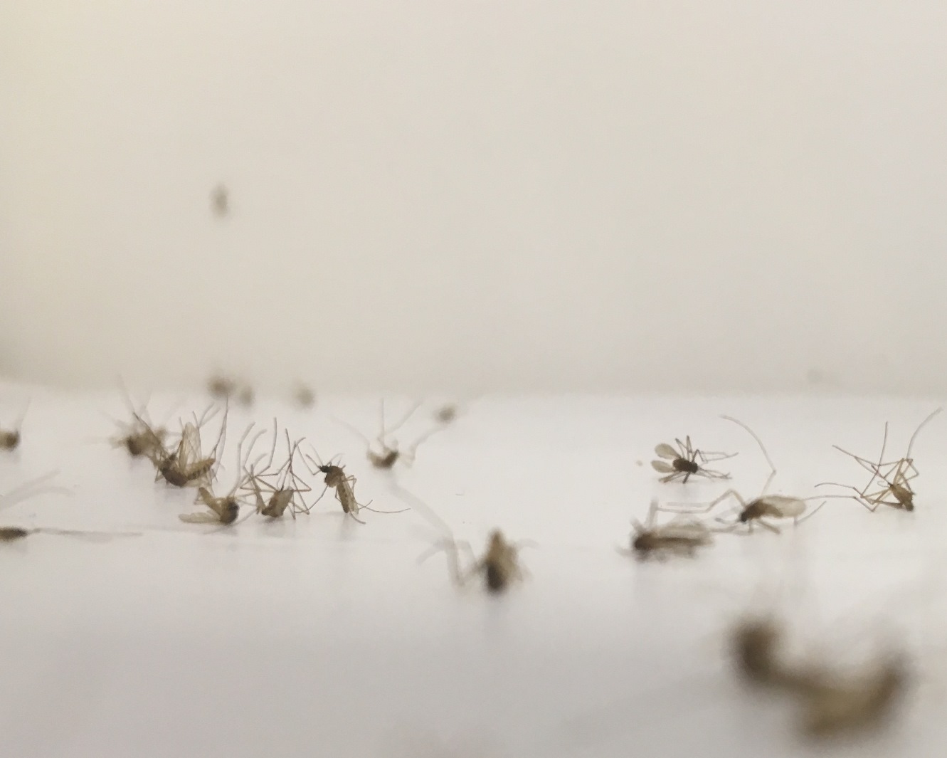 Los parásitos de la malaria aviar reducen la supervivencia de los mosquitos que pican a las aves infectadas