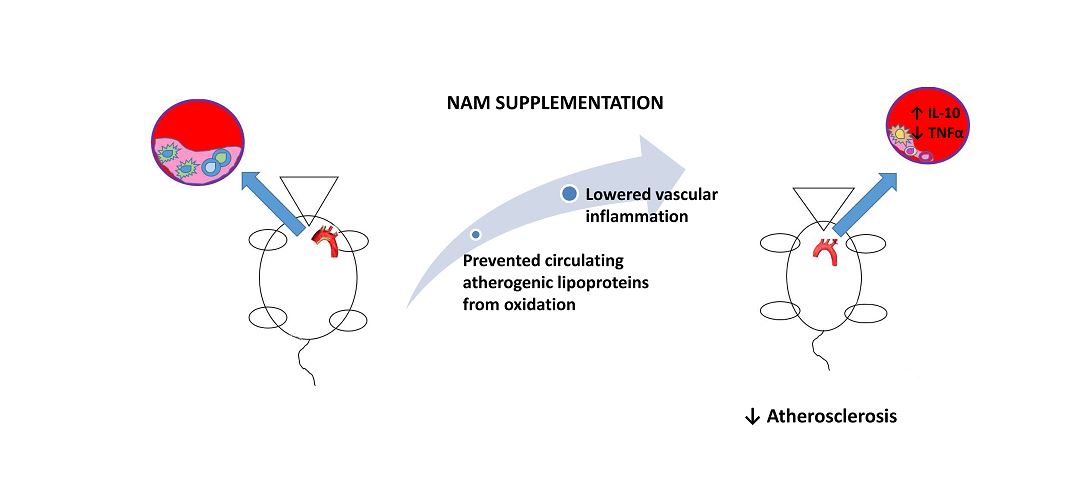 Una forma de vitamina B3 podría proteger contra el desarrollo de arteriosclerosis