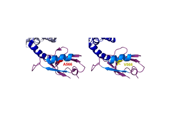 Encuentran en tumores humanos mutaciones oncogénicas en el gen Espinofilina