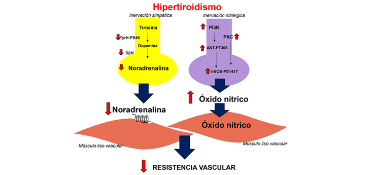 Identificado el papel de la inervación perivascular en la resistencia vascular en hipertiroidismo