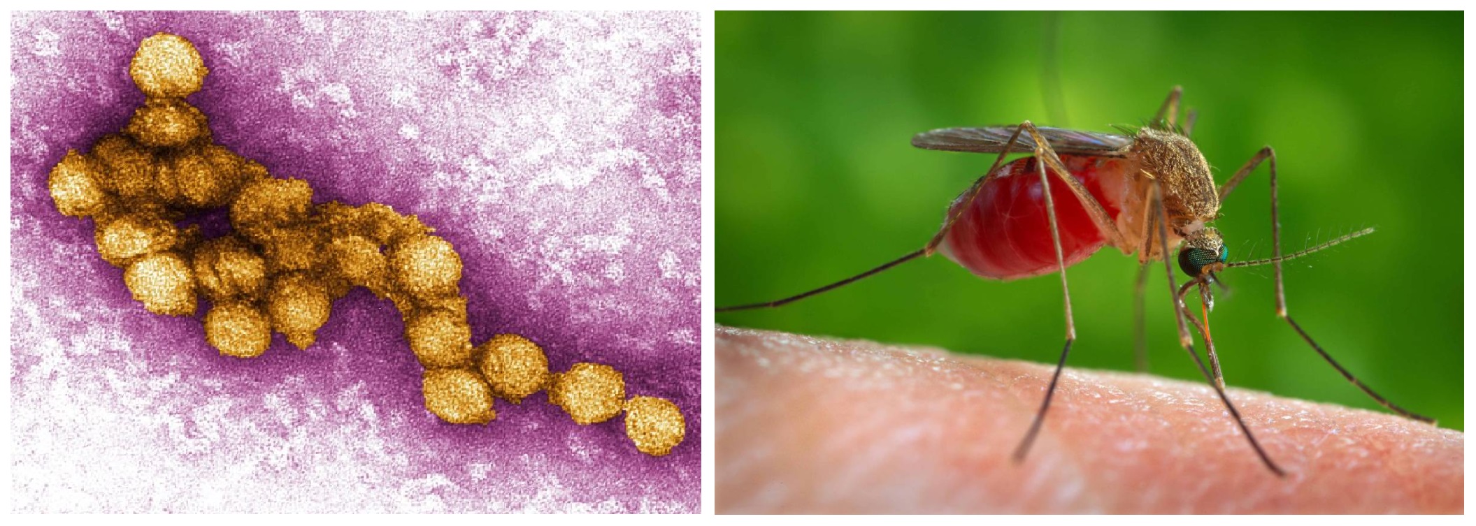 Describen el aumento de casos en España de la enfermedad del Virus del Nilo Occidental