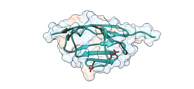 Descrito un potencial mecanismo patogénico en el desarrollo de miocardiopatía hipertrófica