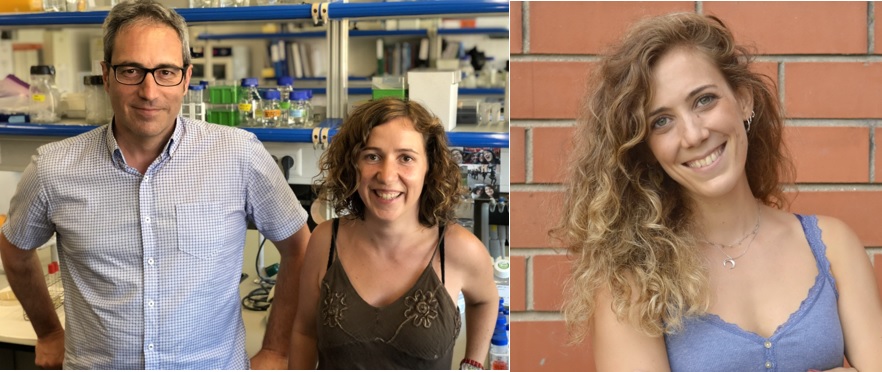 Se descubre cómo el gen ‘YWHAZ’ es capaz de alterar el desarrollo neuronal