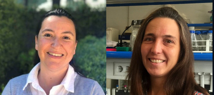 Podcast: generan organoides cerebrales para comprender mejor las mutaciones en el gen ‘MAGEL2’