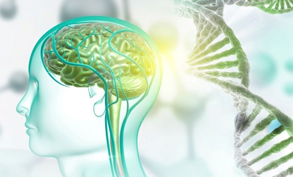 Diseñan unas moléculas sintéticas que reparan en el laboratorio una alteración frecuente en el autismo Diseñan unas moléculas sintéticas que reparan en el laboratorio una alteración frecuente en el autismo