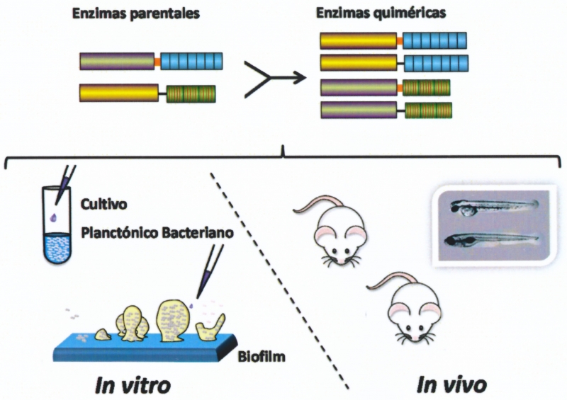 Una nueva enzima con gran poder bactericida contra neumococo