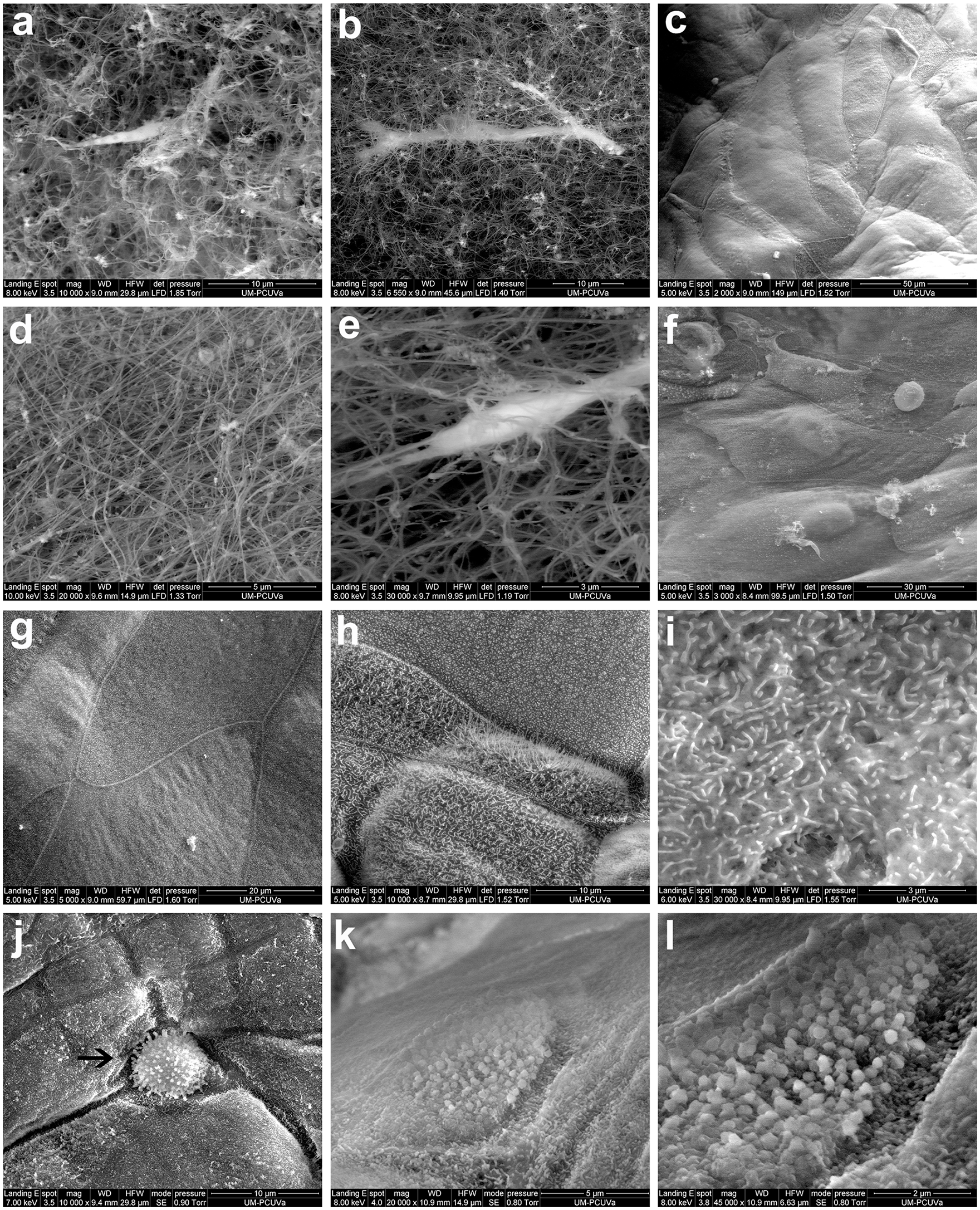 Crean un modelo 3D para estudiar las enfermedades de la superficie ocular